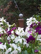 AccuRain watering flowers